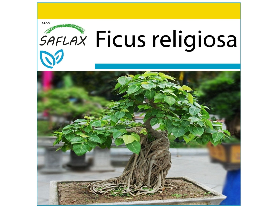 SAFLAX Conjunto de cultivo Higuera sagrada 100 semillas Con mini invernadero, sustrato de cultivo y 2 macetas Ficus religiosa