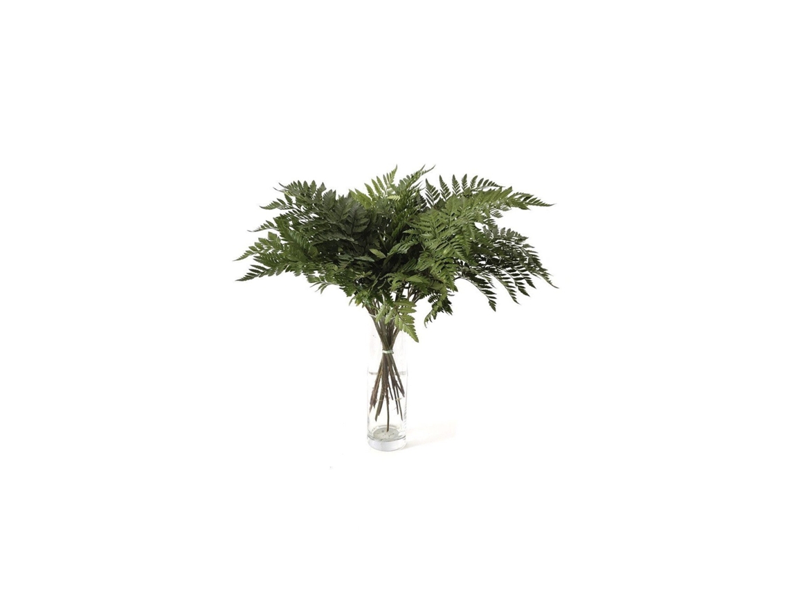 Helecho de Cuero | Flor Natural | Ramo de 20 tallos | Verde | 60cm de alto