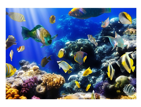 Papel de Pared ARTGEIST Underwater adventure (450x315)