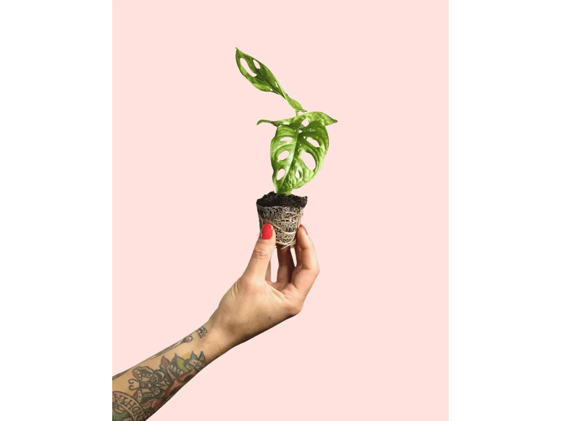 Monstera Adansonii Mini | Planta Natural | Pur Plant