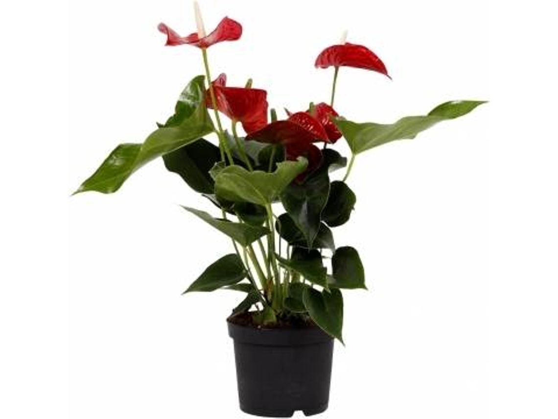 Planta Natural BIOMAPLANTS Antúrio (50-60 cm)