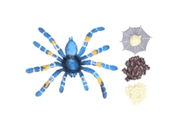 Modelo Del Ciclo De Vida De La Araña: Juguete Educativo Para Niños De 3 Años En Adelante.