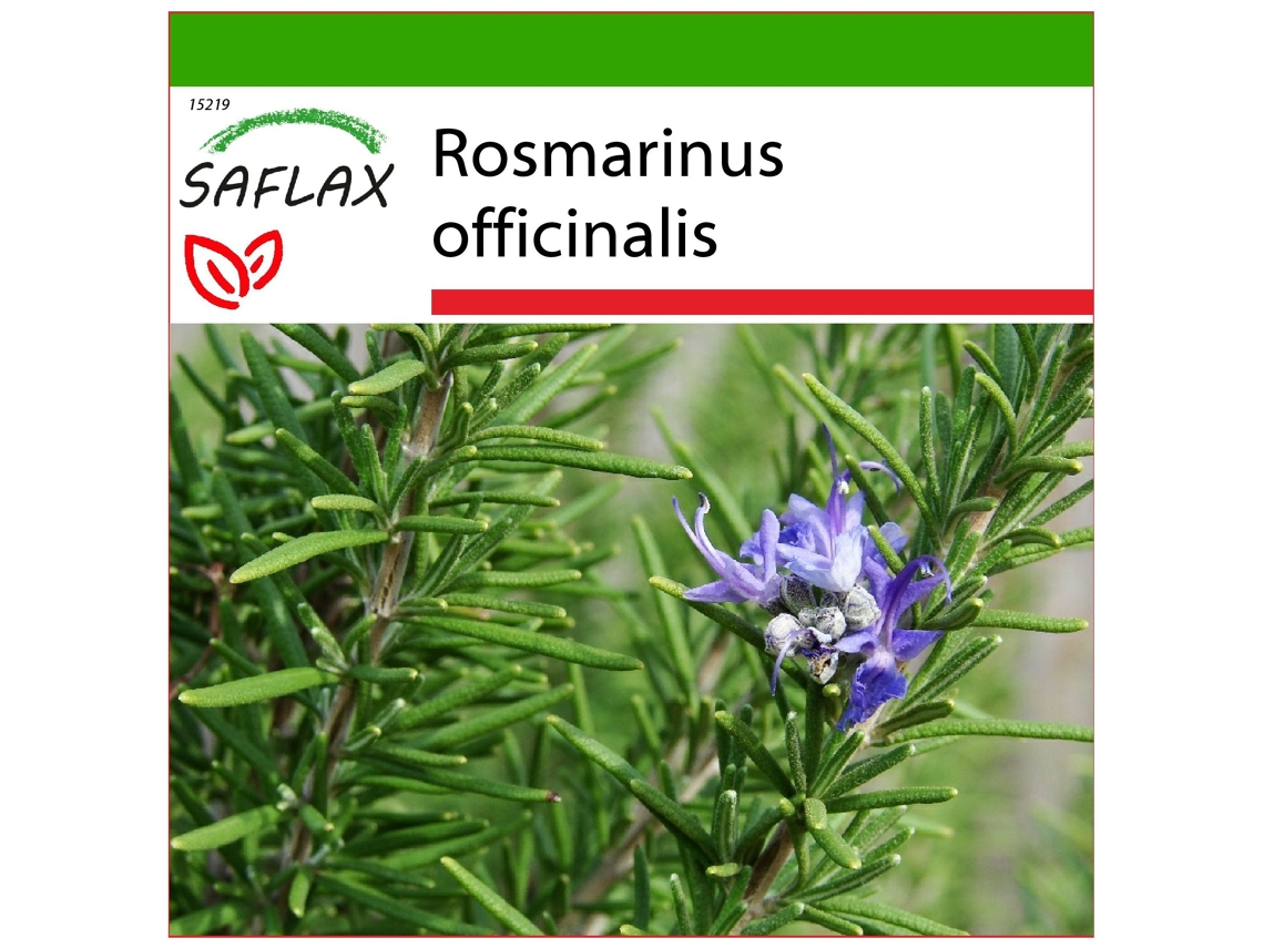 SAFLAX Romero 100 semillas Con sustrato de cultivo libre de gérmenes Rosmarinus officinalis