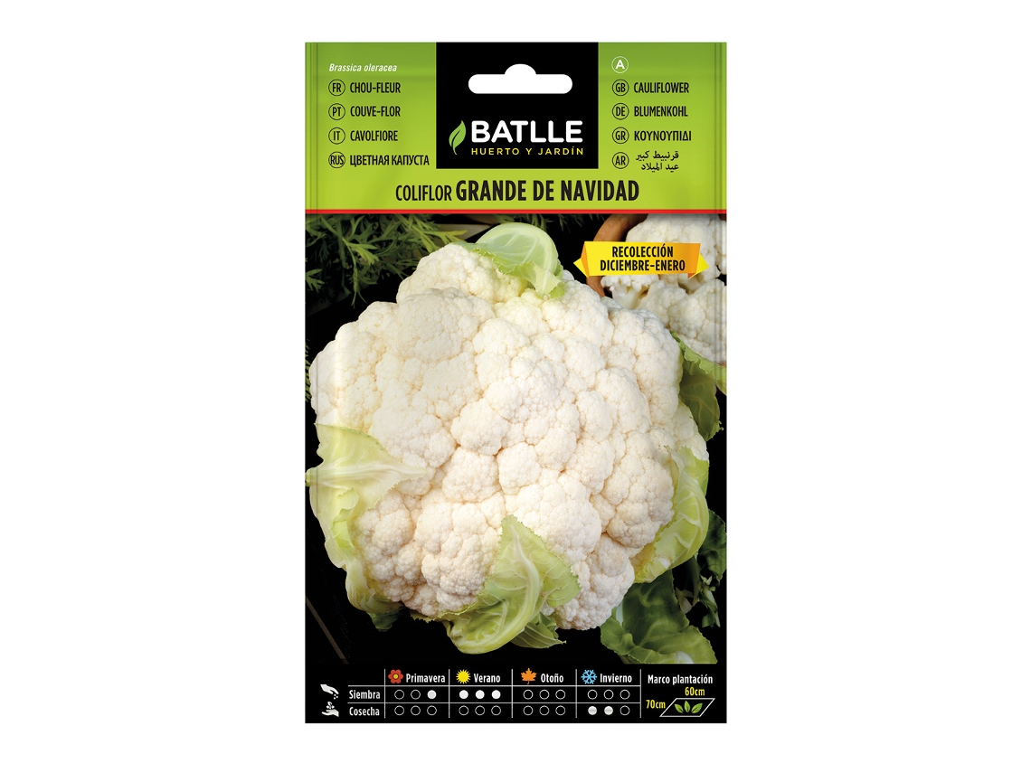 Semillas de coliflor Gran batalla navideña