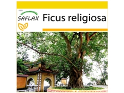 SAFLAX Conjunto de cultivo Higuera sagrada 100 semillas Con mini invernadero, sustrato de cultivo y 2 macetas Ficus religiosa