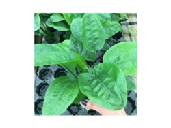 Echinodorus Muricatus /grandiflorus