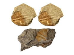 Kit con 3 ejemplares auténticos de fósiles de trilobites.