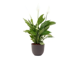 Planta Natural BIOMA PLANTS Spathiphyllum Vivaldi c/Florero (Biodegradable, Vulcano - Gris - 60-70 cm)