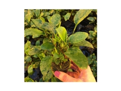 Cryptocoryne Bullosa