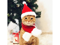 Gorro de Papá Noel para gato con bufanda Conjunto de ropa navideña para perro y gato