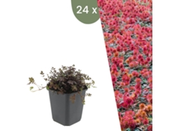 | 24 Plantas Erva Ouriço | Acaena Microphylla Kupferteppich | Cobertura Del Suelo Resistente | Perenne Resistente | Plantas De Jardín Plants By Frank