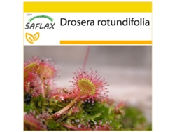 SAFLAX Conjunto de cultivo Rocío de Sol de hojas redondeadas 50 semillas Con mini invernadero, sustrato de cultivo y 2 macetas Drosera rotundifolia