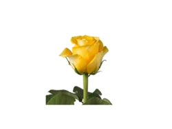 Rosas Variadas | Flor Natural | Ramo De 12 Tallos | 60cm De Alto Amarillas Brighton