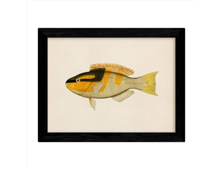 Set De 4 Láminas Con Pez Colorido Efecto Vintage Tono Amarillo. Composicion De 4 Peces Diferentes, Fondo Papel Antiguo Vintage. Sin Marco
