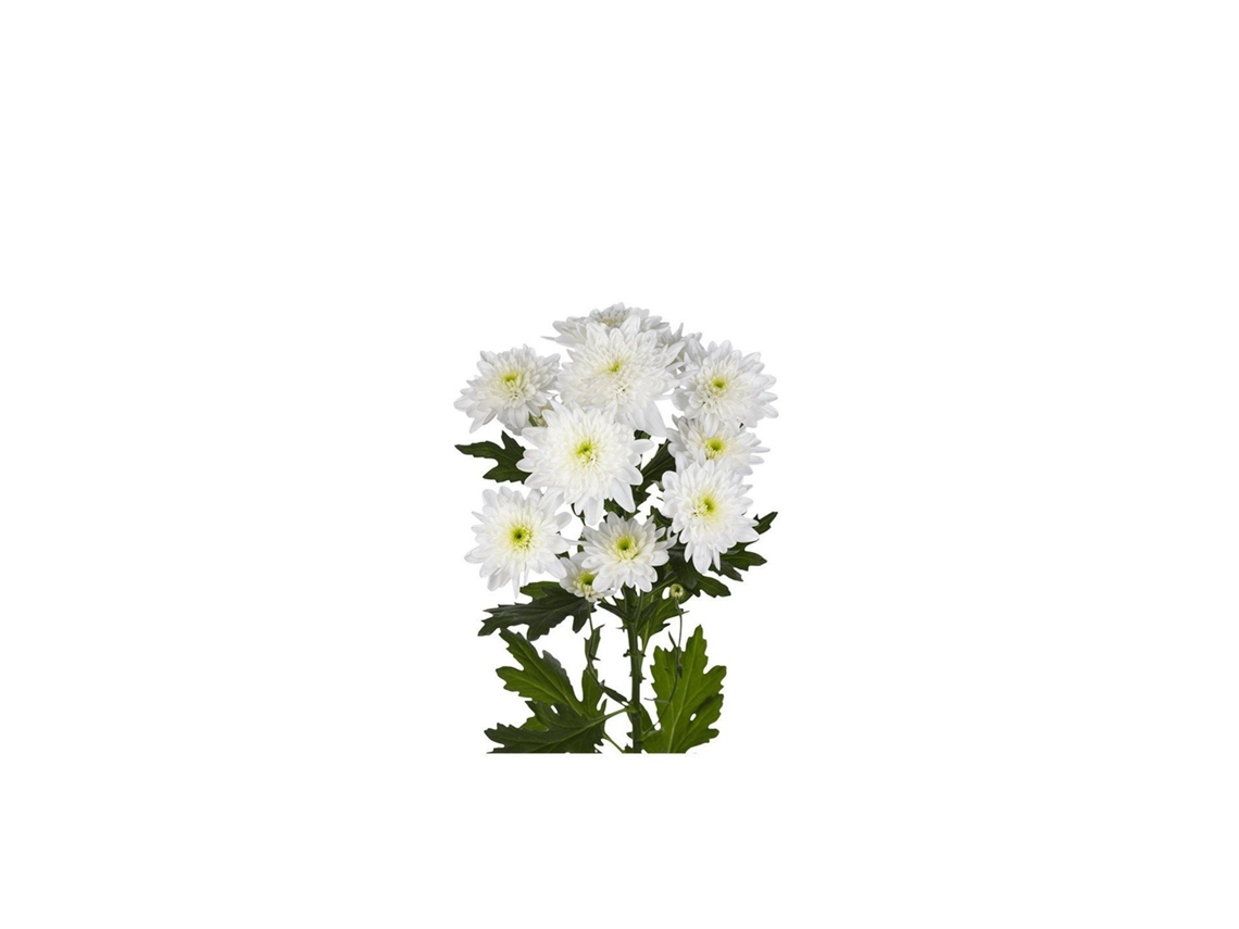 Margarita Crisantemo | Flor Natural | Crisantemo Euro | Ramo De 5 Tallos | 70cm De Alto Blanco