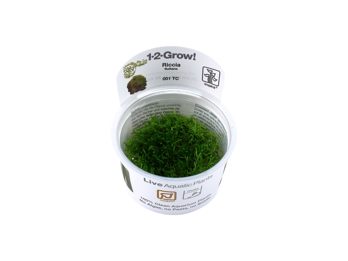 Riccia Fluitans