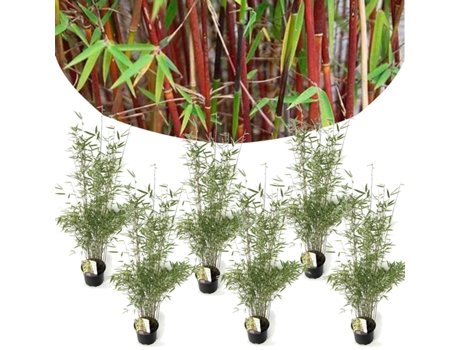 Bambú - PLANT IN A BOX - Fargesia nitida 'Red Dragon' - Set de 6 - Maceta 17cm - Altura 60-80cm