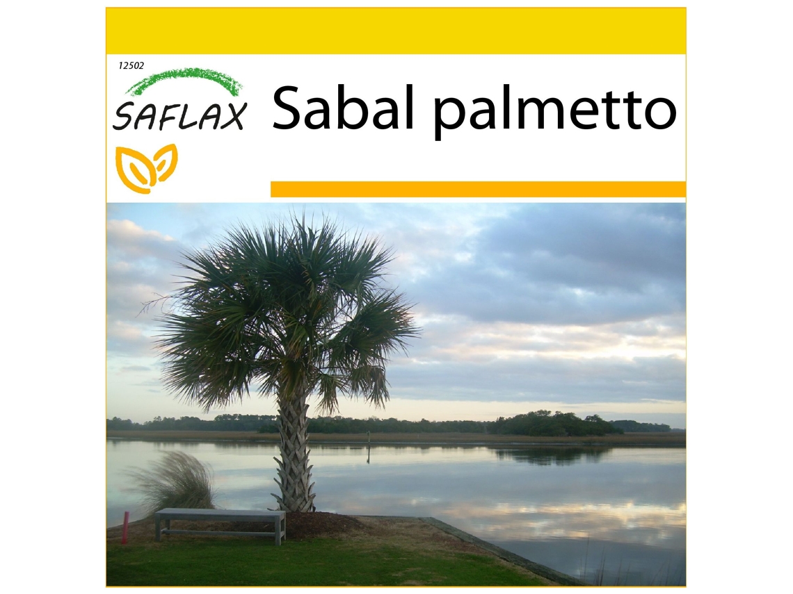 SAFLAX Conjunto de cultivo Palmito 8 semillas Con mini invernadero, sustrato de cultivo y 2 macetas Sabal palmetto