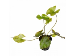 Nymphaea Lotus - Tigerlotus Green