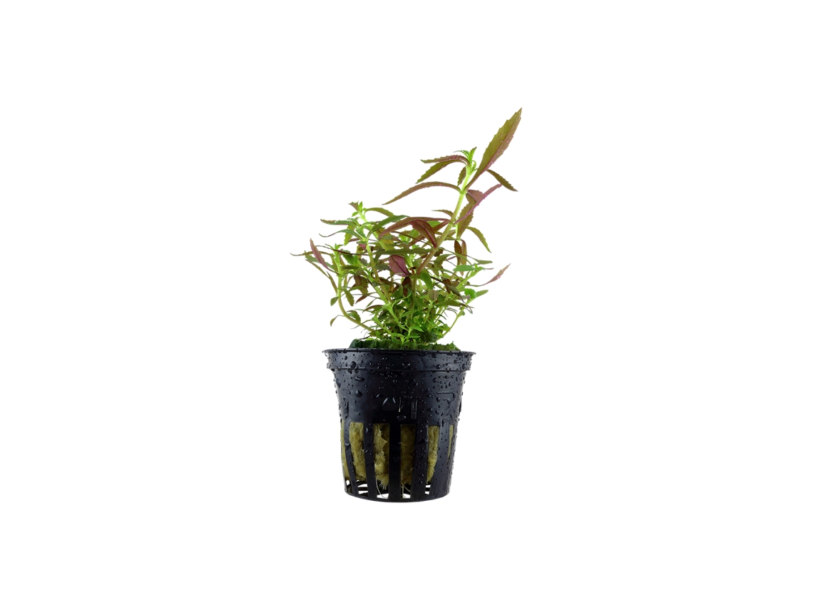 Limnophila Hippuridoides