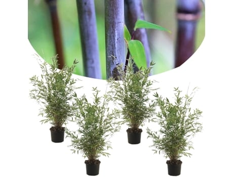 Bambú - PLANT IN A BOX - Fargesia nitida 'Gansu' - Set de 4 - Maceta 17cm - Altura 50-70cm