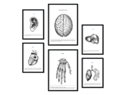 Set de 6 Poster NACNIC Órganos (A3, A4)