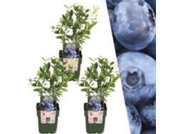 3 plantas de arándanos | plantas de arándanos | 100 plantas frutales orgánicas | arándanos | arándanos | plantas de jardín resistentes