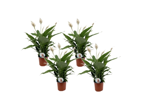 Plantas con flores - PLANT IN A BOX - Spathiphyllum Lima - Set de 4 - Maceta 12cm - Altura 60-75cm