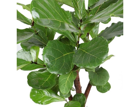 Planta de tabaco ramificada ficus lyrata 1 pieza 110 cm