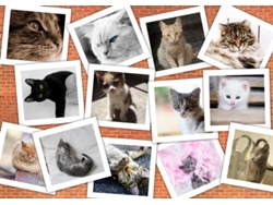 Rompecabezas Grafika Cats, rompecabezas de 2000 piezas con collage de animales.
