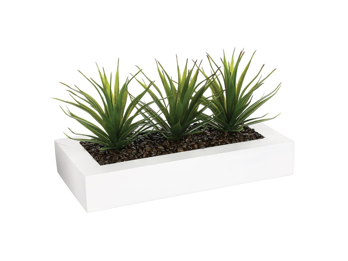 Centro de mesa decorativo con 3 plantas Aloe Vera WELLHOME