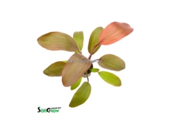 Echinodorus Hot Pepper