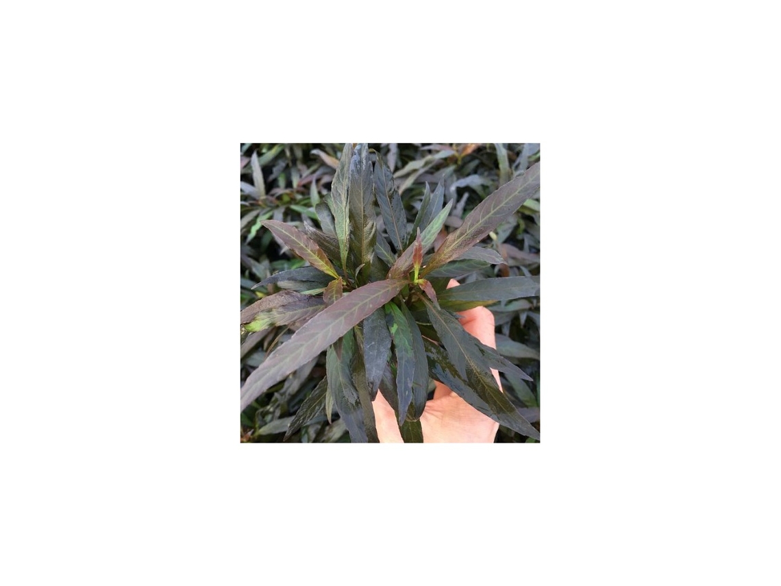 Hygrophila Corymbosa Var Angustifolia