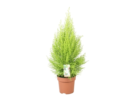 Cupressus Goldcrest Wilma Chamber Confiser 1 Pieza 60 Cm EVERSPRING