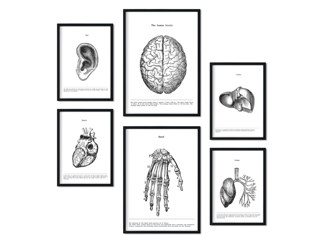Set de 6 Poster NACNIC Órganos (A3, A4)