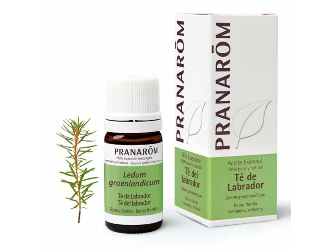 Aceite Essencial PRANAROM Labrador (5 ml de óleo essencial)
