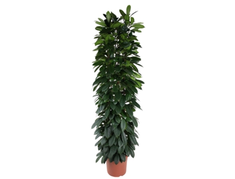 ABB africano Ficus Cyati Pulse 1 pieza 220 cm