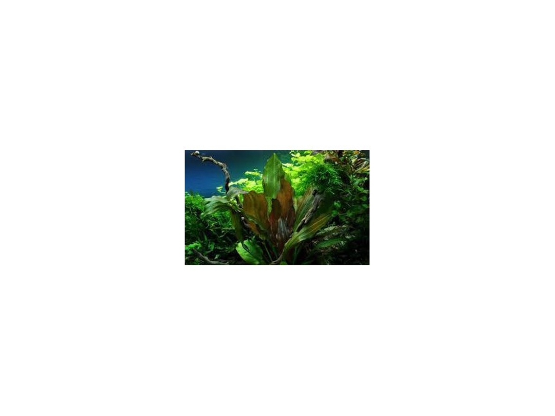 Echinodorus X "reni"