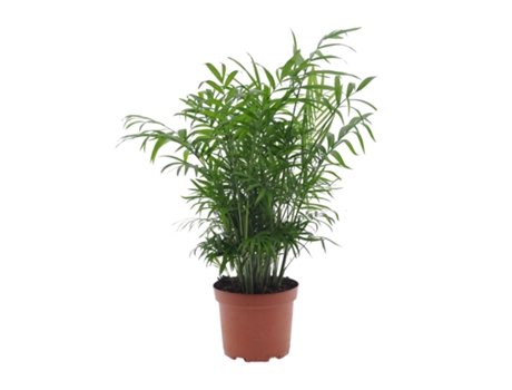 Palmeras - PLANT IN A BOX - Chamaedorea elegans - Set de 1 - Maceta 17cm - Altura 50-60cm