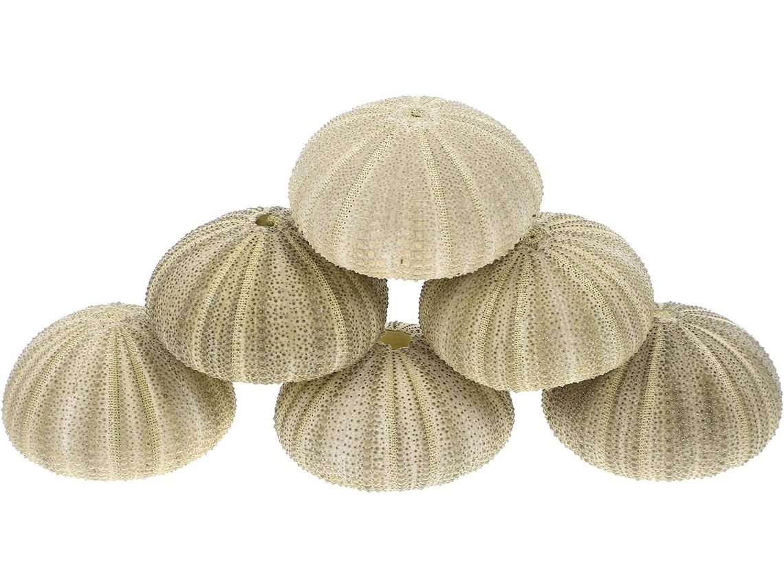 Conjunto De Adornos De Plantas De Erizo De Mar, Macetas Aéreas, Conchas Marinas Naturales, Decoración Mediterránea