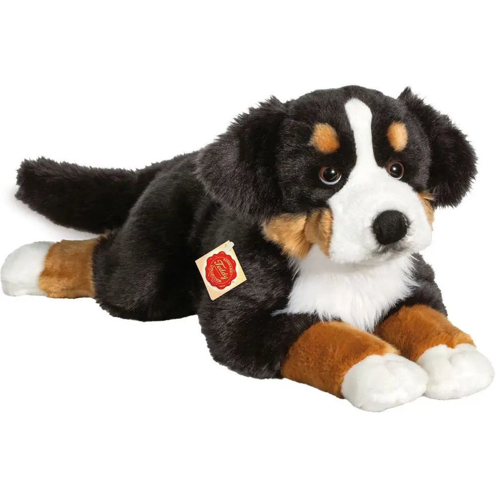 Perro de montaña bernés, aproximadamente 60 cm, Hermann Teddy