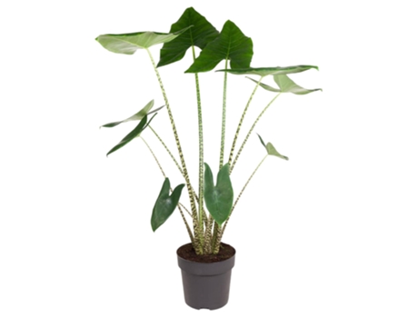 Olfiano Alocasia Zebrina 1 pieza 130 cm
