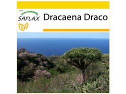 SAFLAX Conjunto de cultivo Drago de Canarias 5 semillas Con mini invernadero, sustrato de cultivo y 2 macetas Dracaena Draco