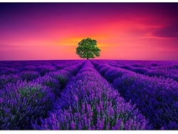 Rompecabezas Divertido Para Adultos De 1000 Piezas, Francia - Mar De Flores De Lavanda, Rompecabezas De Madera, Ideal Para El Cerebro (morad