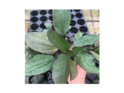 Echinodorus X "ozelot Red"