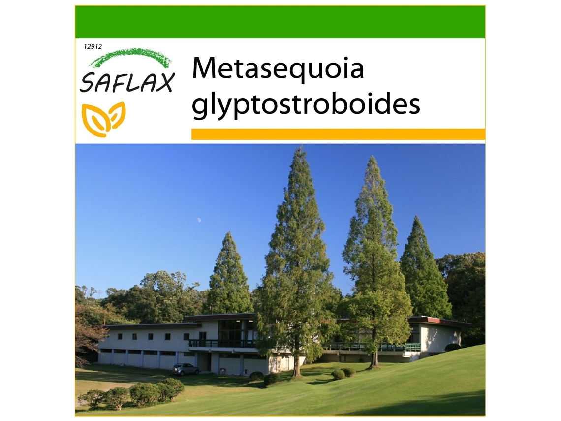 SAFLAX Metasecuoya 60 semillas Con sustrato de cultivo libre de gérmenes Metasequoia glyptostroboides