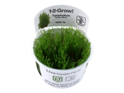 Taxiphyllum Alternans 'taiwan Moss' - In Vitro