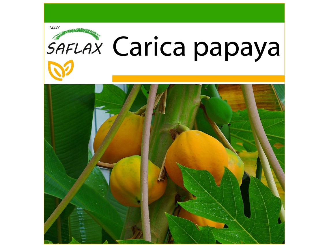 SAFLAX Papaya 30 semillas Con sustrato de cultivo libre de gérmenes Carica papaya