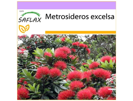 SAFLAX Árbol de hierro 300 semillas Metrosideros excelsa