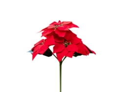 Lámpara Solar Para Jardín 5led Luz Blanca, Lámpara De Cesped Con Poste, Decoración De Navidad Flor Led